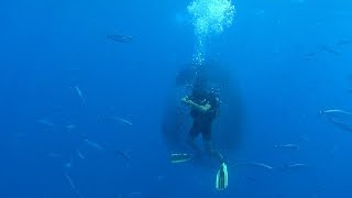 Fish Surround Diver In A Bait Ball For Protection From Shark