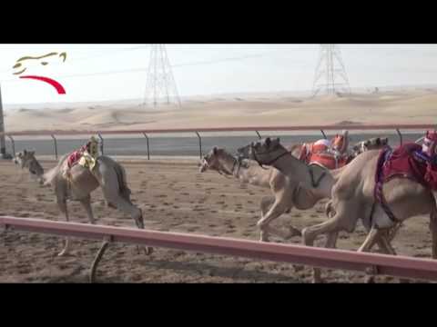 تأهيل الإيذاع 5 كلم #سيف_العرب 3-10-2015- ش12 الجذاب لـ محمد سالم سعيد الوهيبي