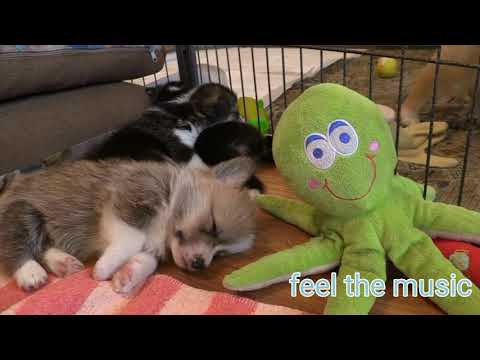 cute dogs - background music video |       music video