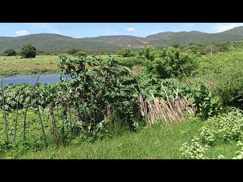  DHIDROLÂNDIA-UIBAÍ-BAHIA, 06-03-2026. LAGOA DO MOCÓ COM ÁGUA E MUITO MATO.