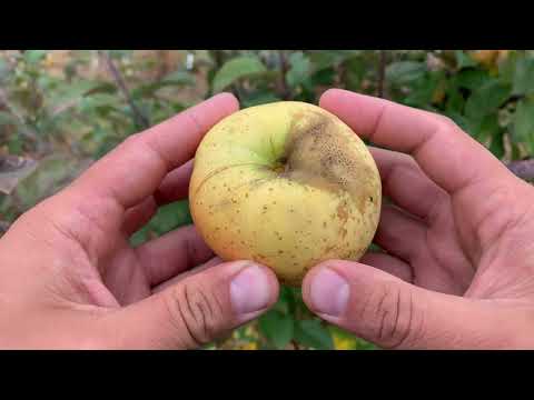 White Winter Pearmain Apple Tasting