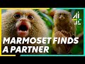 Introverted MONKEY Finds A New LOVER! | The Secret Life of the Zoo