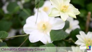 Clématite 'Guernsey Cream' - Pépinières TRAVERS - Spécialiste des plantes grimpantes