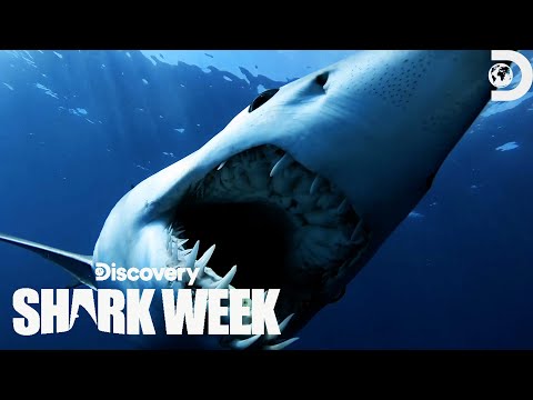 INCOMING! We've Got Makos | Monster Mako: Fresh Blood