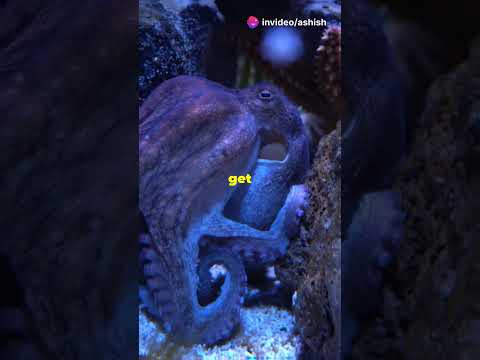 Mind-Blowing Octopus Facts You Didnt know