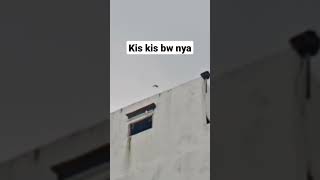 Download lagu suara walet mp3 cek di channel mp3 Download lagu suara walet mp3 cek di channel mp3