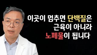 이곳이 멈춰서면 근육 안의 단백질이 무용지물 노폐물로 바뀝니다