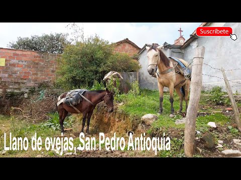 LLANO DE OVEJAS San pedro de los Milagros ANTIOQUIA Walking Tour