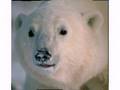 Barney The Beat Boxing Polar Bear
