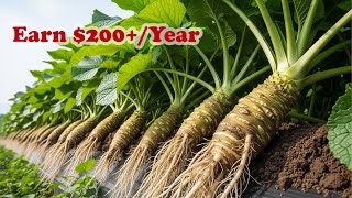 Grow Real Wasabi at Home – Rare Crop That Could Earn $200+Year