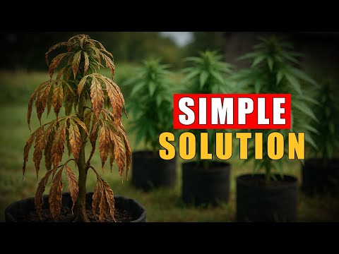 How do I stop Pythium or Fusarium from ruining my grow?