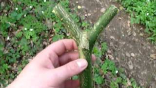 NATURAL HOLLY FORKS, GAMEKEEPER CATAPULT / SLINGSHOTS