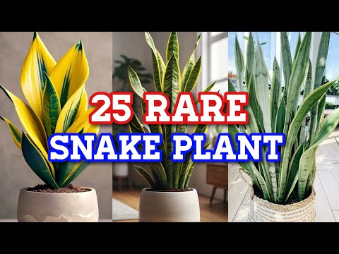 25 RARE SNAKE PLANT Varieties with Names | Low Sunlight Indoor Plants | CLASSIFICATION WITH NAMES