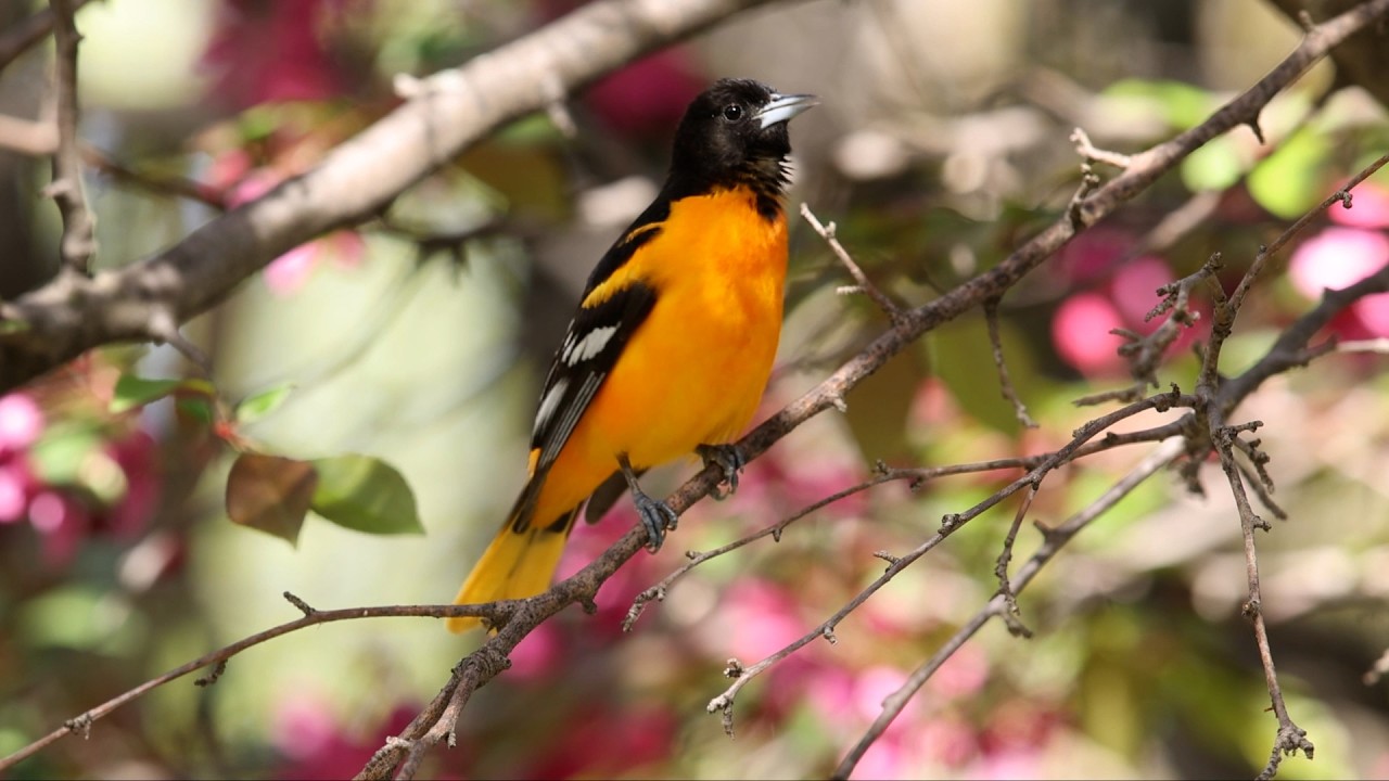 🐦Cada primavera, miles de #avesmigratorias regresan a ciudades como #NuevaYork.