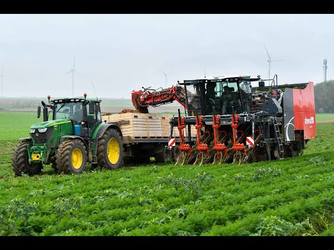 ETA Baugniet et fils a la récolte des carottes avec une Dewulf ZKIV 4 Rangs