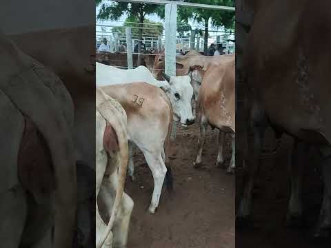 NOVILHAS BOAS NA FEIRA DO GADO EM CIPÓ BA