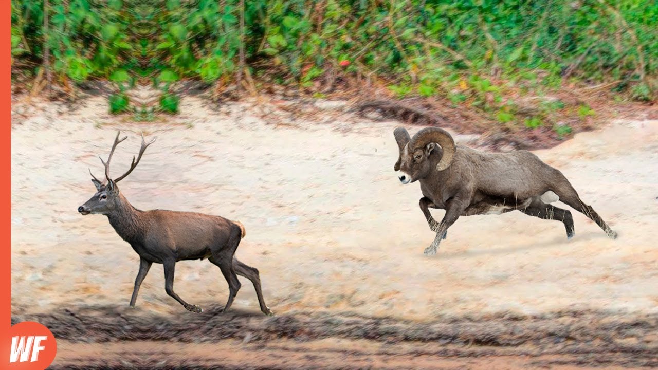 Look What Happened When This Ram Attacked Deer