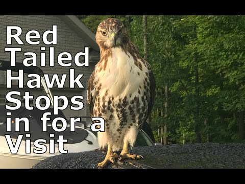 Red Tailed Hawk?  Unusual behaviour.