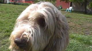 preview picture of video 'Carlo, the shaggy Spinone'
