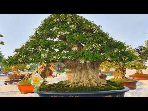 BONSAI EXHIBITION LONG AN 2020 part 1