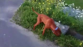 【土佐犬】ちょっと石投げて遊んでみたw