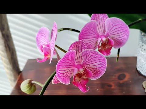 A new orchid plus buds and blooms galore