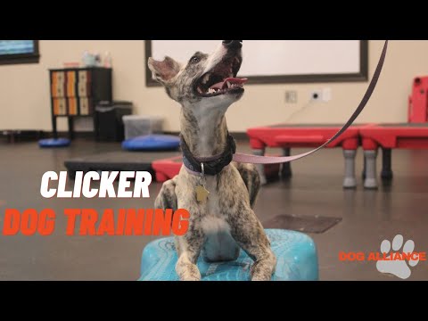 How to Clicker Train your Dog