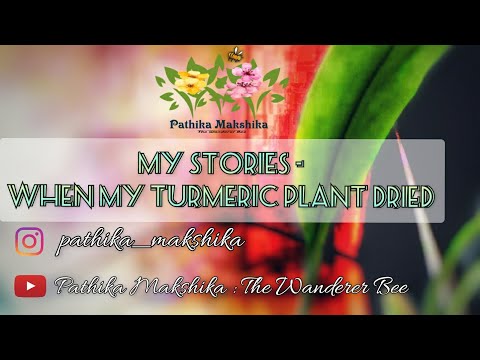Ranjitha Hegde R This Video gives bit of information on Turmeric Plants and their leaves drying off.

#DoNotMiss the 