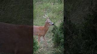 Die Blattzeit steht vor der Tür 🦌 #natur #wildlife #jagd #wildphotography #rehbock