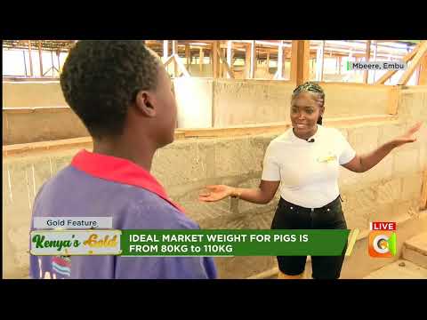 Kenya's Gold feature | Pig farming in Kenya |