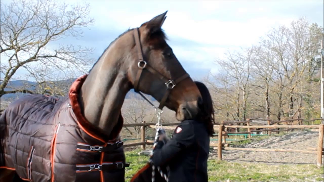 Stable Rug with detachable neck