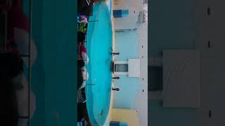 【須磨水族館】イルカショー