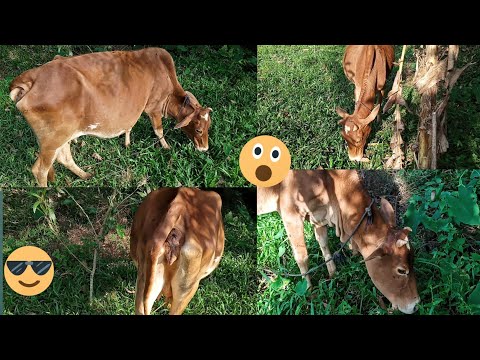 Cow video village/incredible cow farming technology/amazing cow video
