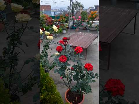 Terrace garden overview Rose bougainvillea all over plants #rose #garden #flowers #nature
