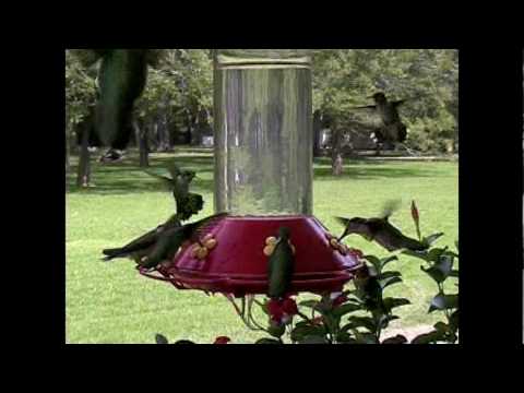 Hummingbirds - Clute 2005.mpg