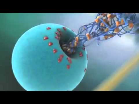 Science in Action: Deadly Dengue Virus | California Academy of Sciences