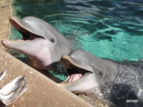 Vidéo de dauphins amusants | spectacle de dauphins étonnant