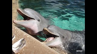 Vidéo de dauphins amusants | spectacle de dauphins étonnant