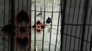 Download lagu Konin Natuna memanggil burung kutilang mp3