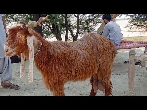 , title : 'DDP Goat Breed | DDP Goat Milk Production | Characteristics of DDP Goat| DDP Goat Farming| Dr ikram'