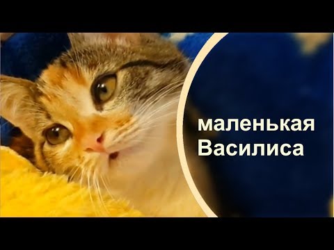 Котенок мнет лапами