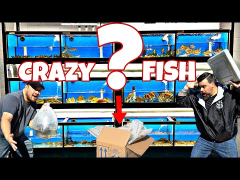 UNBOXING LIVE TROPICAL FISH -They are AMAZING!!!