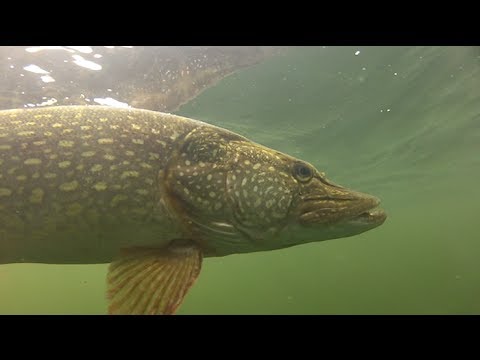 Matt Hayes fisker efter gedder og aborrer