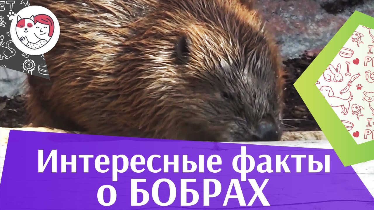 5 необычных фактов о бобрах на ilikepet