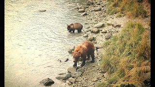 preview picture of video 'Wildlife of Haines Alaska'