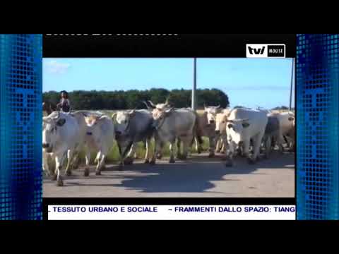 LA TRANSUMANZA DI FROSOLONE