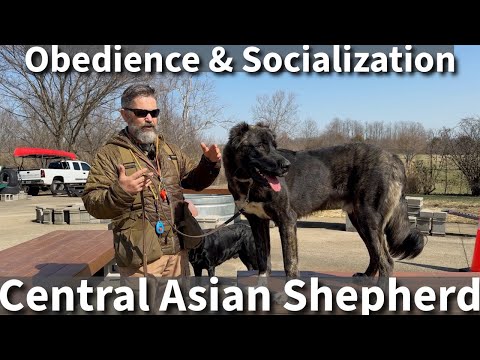 Central Asian Shepherd | Basic Obedience & Socialization Session