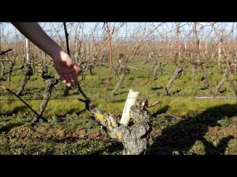 comment financer un domaine viticole