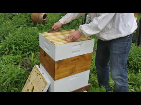Beekeeping: What to do with extracted honey frames