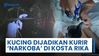 Viral Video Polisi Tangkap Kucing yang Dijadikan Kurir Narkoba, Beraksi Selundupkan Ganja ke Penjara